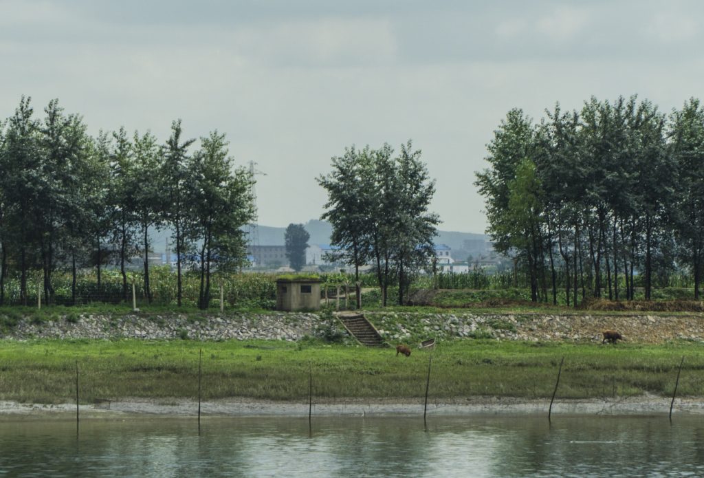 Livestock grazing near a border guard tower on the DPRK side of the Yalu river