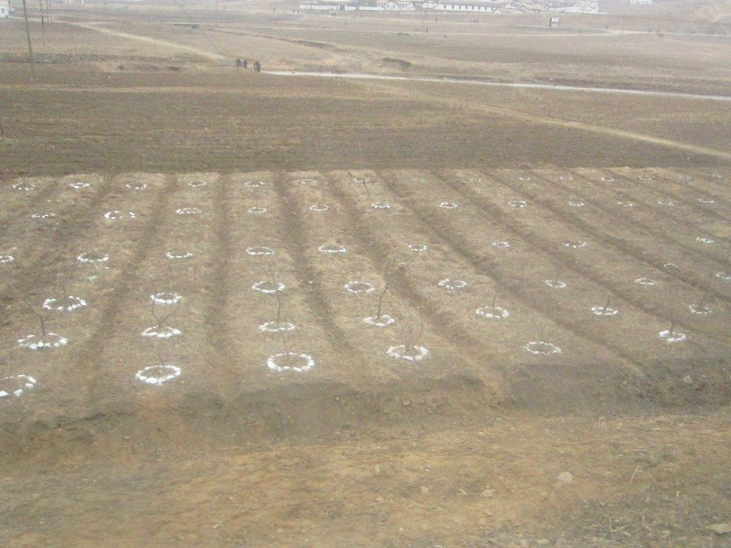 Lots of trees are planted as well as crops. | North Korea