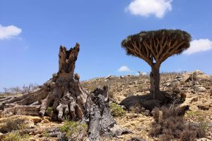 Tress in Socotra 