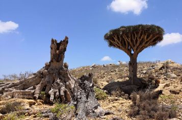 A dragonblood tree in Socotra
