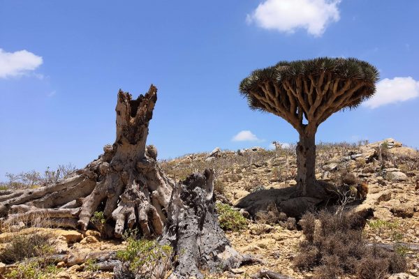 A dragonblood tree in Socotra