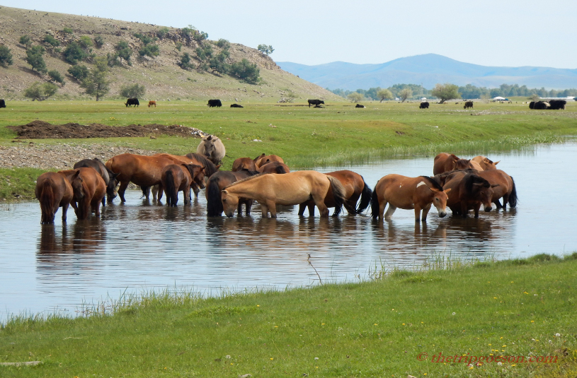 mongolia2