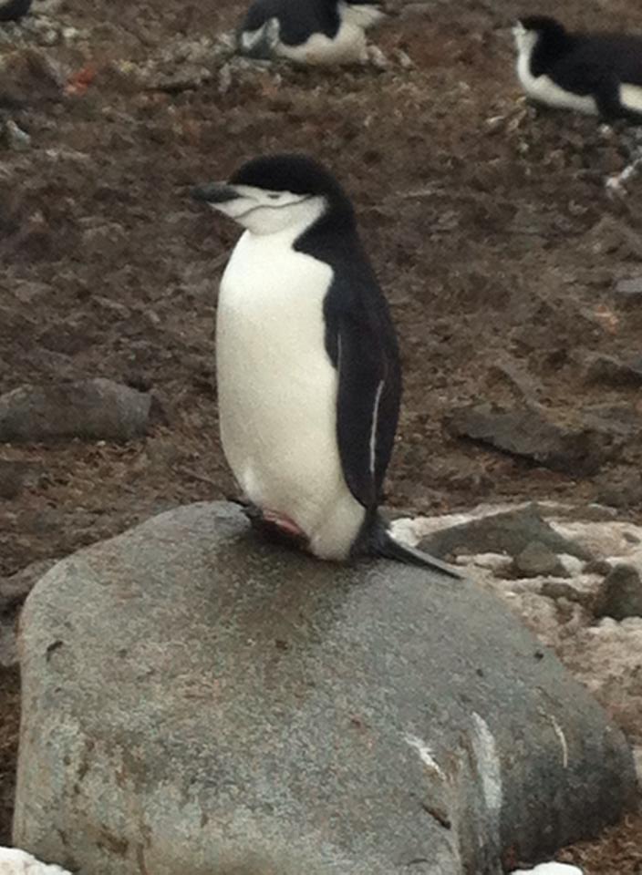 Lemming of Antarctica