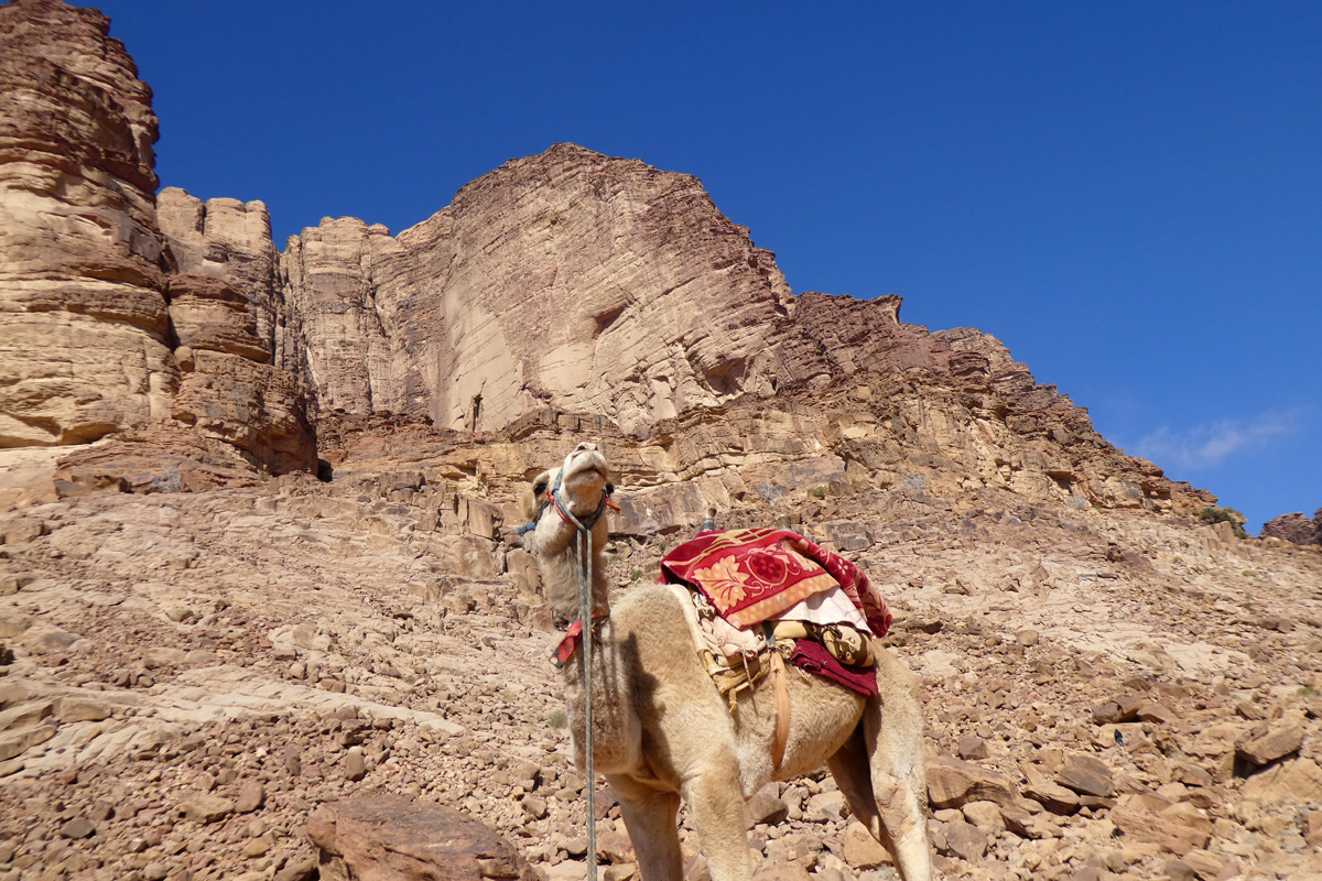 Camel in Wadi Rum