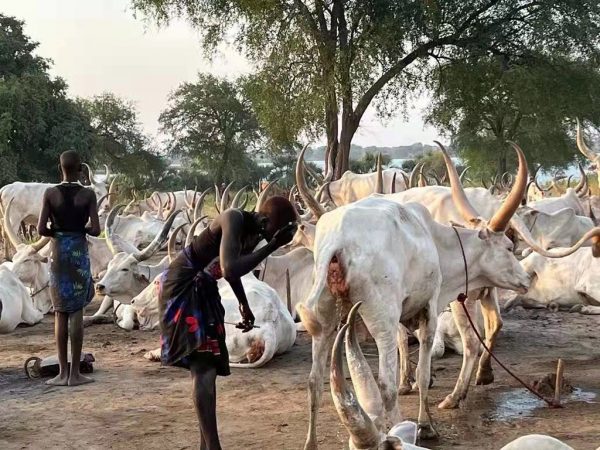 Best South Sudan Tours for 2025 and 2026