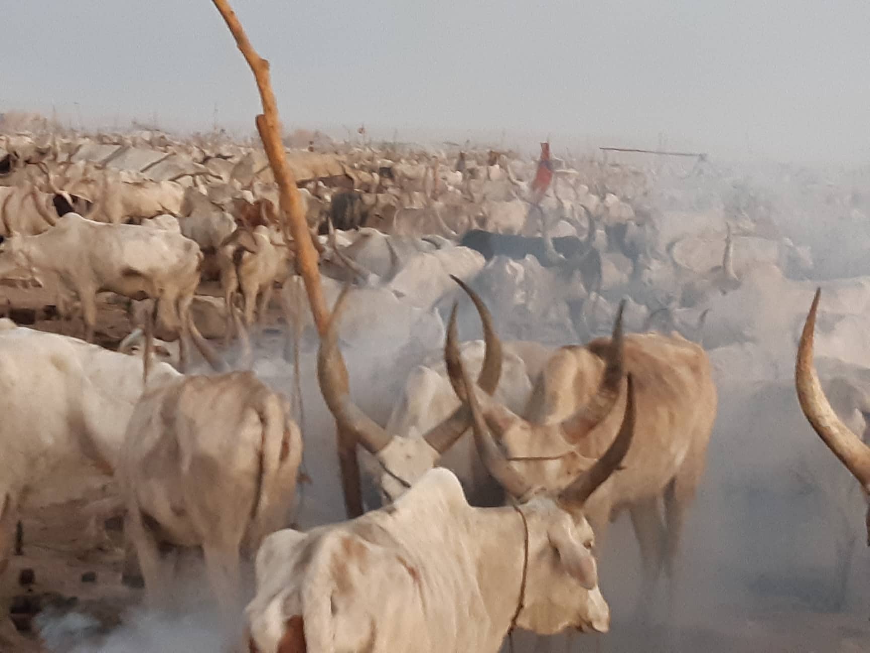 south sudan cattle