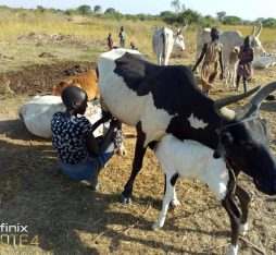 south sudan cow