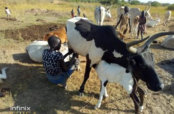 south sudan cow