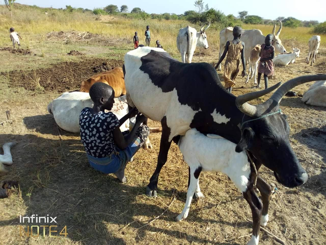 south sudan cow