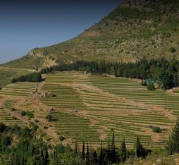 The fields of IXSIR winery, where Lebanese wine is produced.