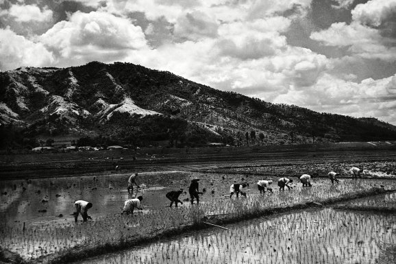 photo of korea before the war: Rice-planting
