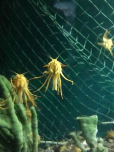 Small crustaceans swim in a tank at Lake Baikal aquarium. 