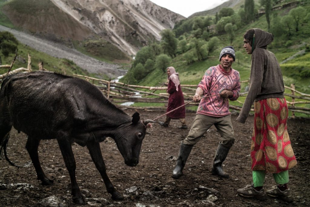 Yaghnobi tribespeople handling a cow. 