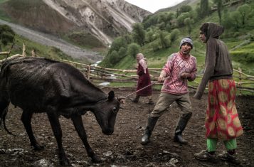 Yaghnobi tribespeople handling a cow.