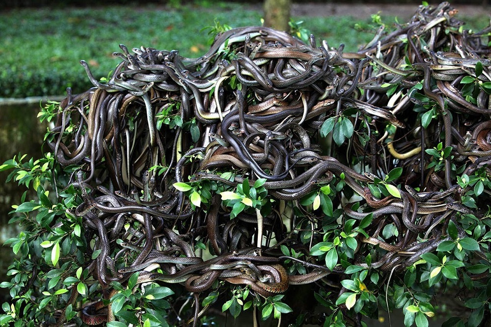 Worst islands: hundreds of snakes writhe on a bush on Ilha de Queimada, Brazil