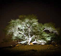 The tree of life in Bahrain