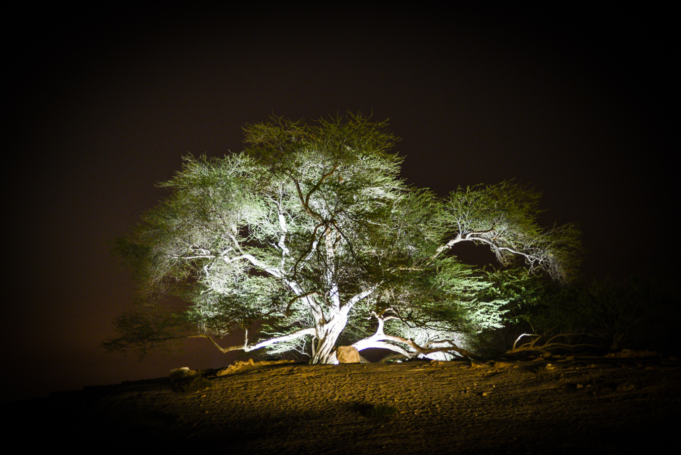 The tree of life in Bahrain