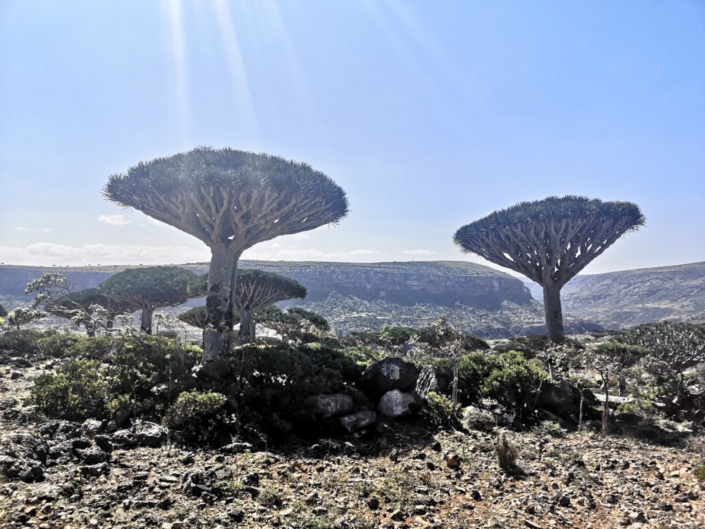 The biggest dragonblood tree forest in Socotra