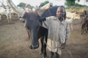 A mundari boy standing proud next to his cow