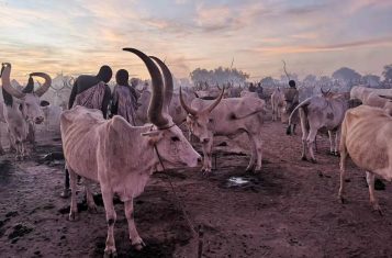 A full mundari cattle camp