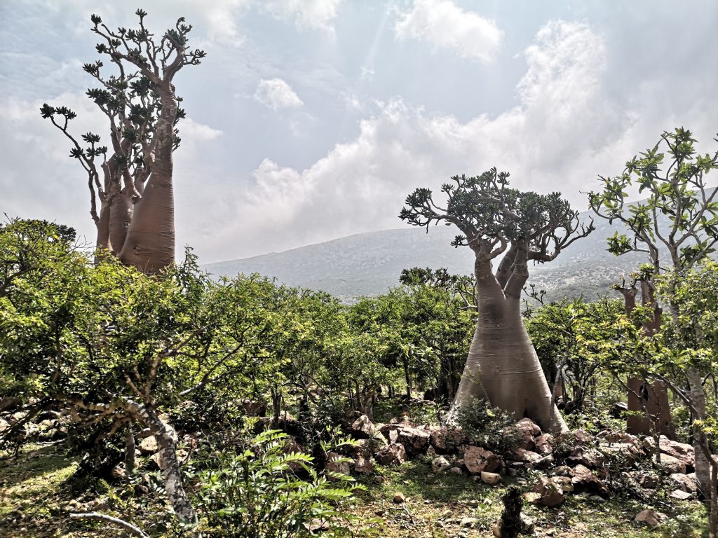 The bottle trees of Socotra