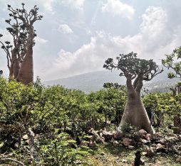 The bottle trees of Socotra