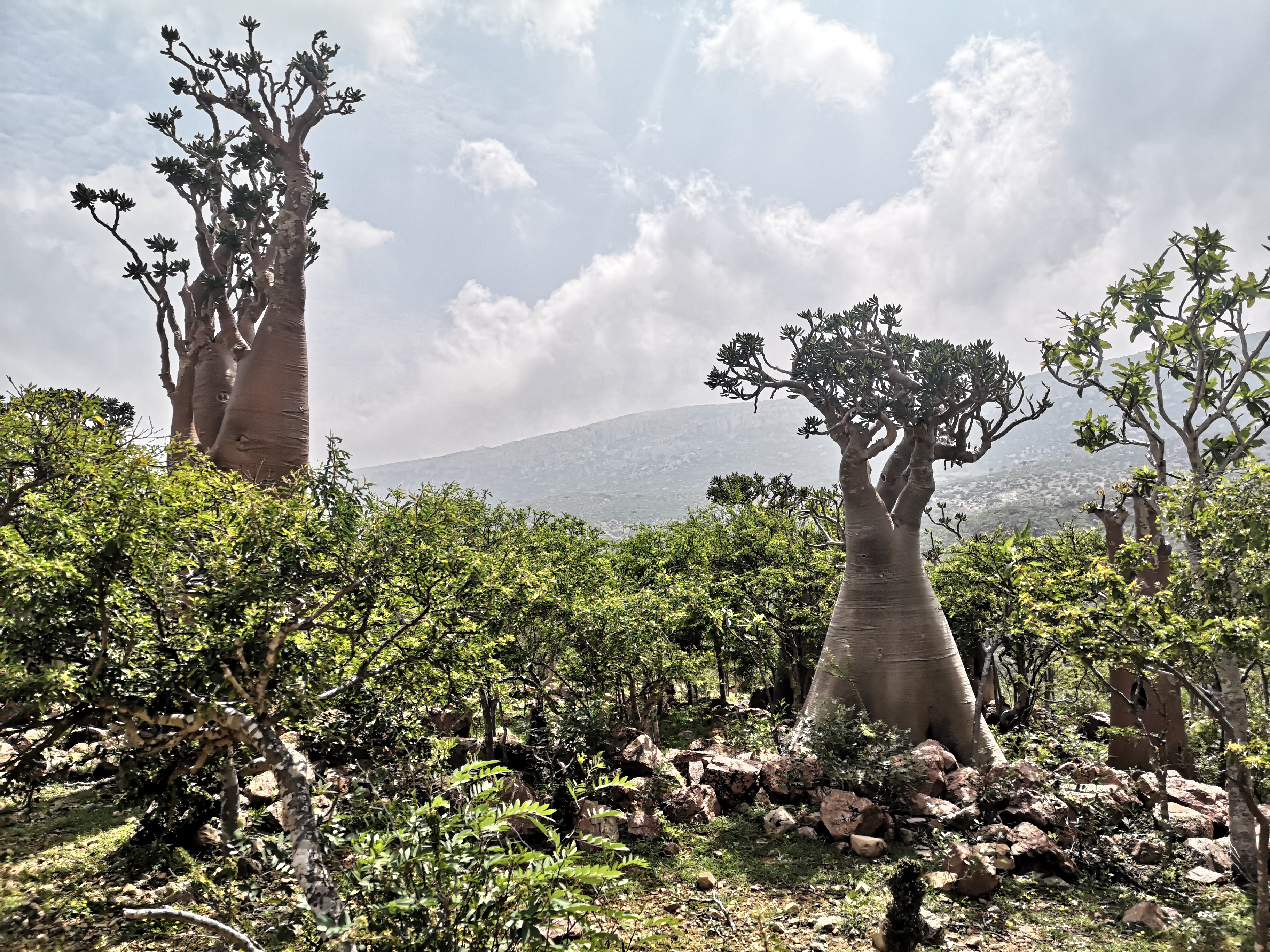 Socotra Yemen Island Tour — Young Pioneer Tours