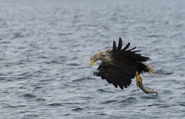 A sea eagle can be spotted while birdwatching in North Korea