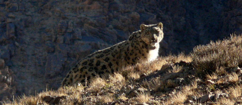 A snow leopard stares at the camera in the rocky slopes of the Gobi.