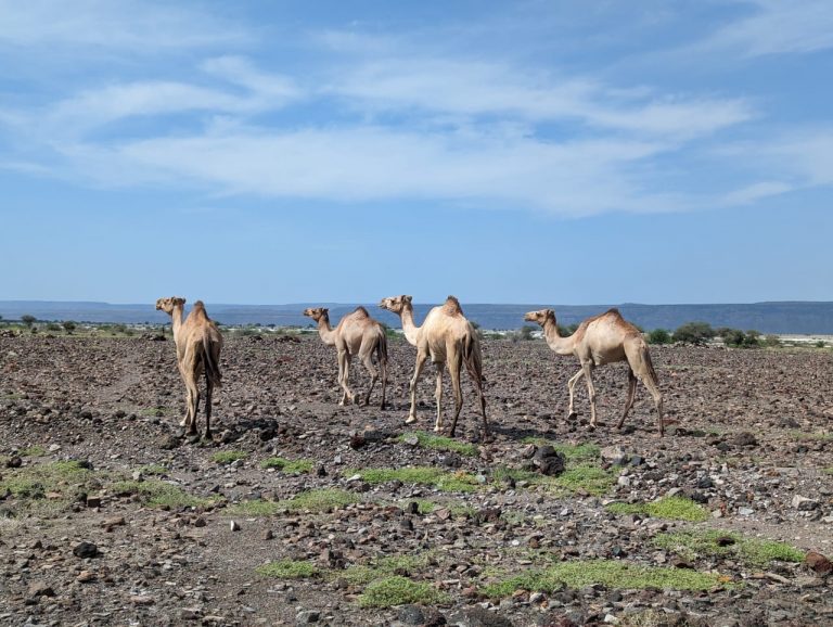 Djibouti Tours and Travel for 2025 and 2026 — Young Pioneer Tours