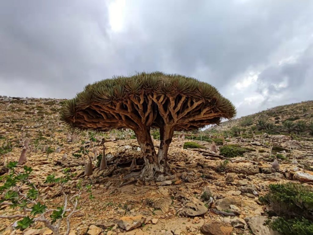 Socotra Tours