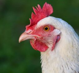 chicken sacrifice in Dafra, Burkina Faso