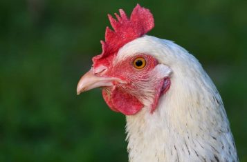 chicken sacrifice in Dafra, Burkina Faso