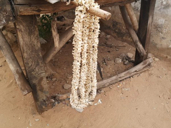 Anaconda spine, used as jewelery in Togo