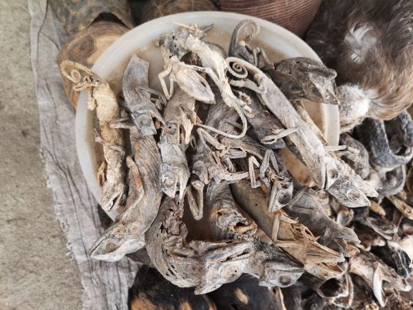 A pot of dried chameleons ingredient for animist rituals in Togo