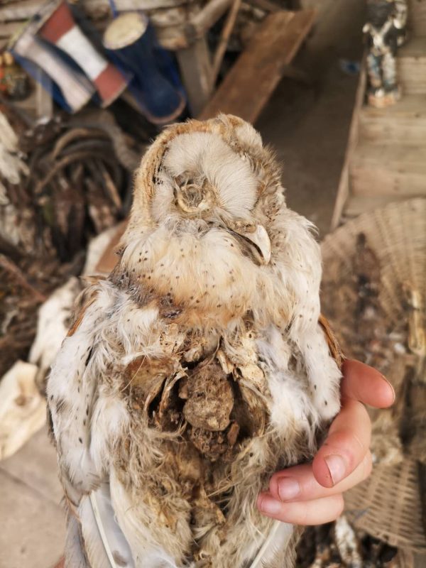 An owl, used for Togo voodoo spells.