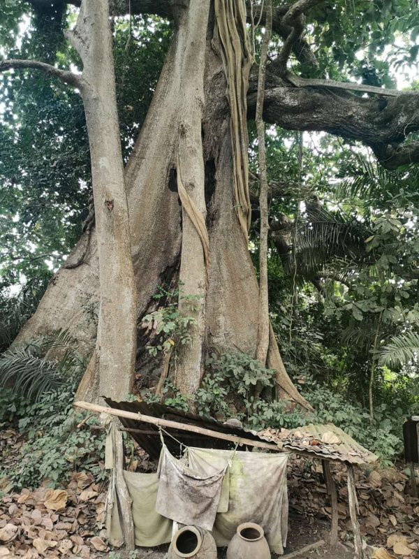 The job fetish tree of Aveve village in Togo.