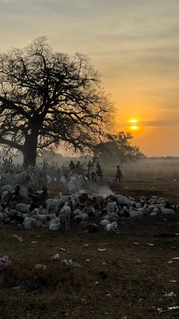 Best South Sudan Tours for 2025 and 2026