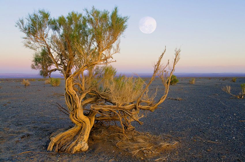 Saxaul tree in the Gobi desert
