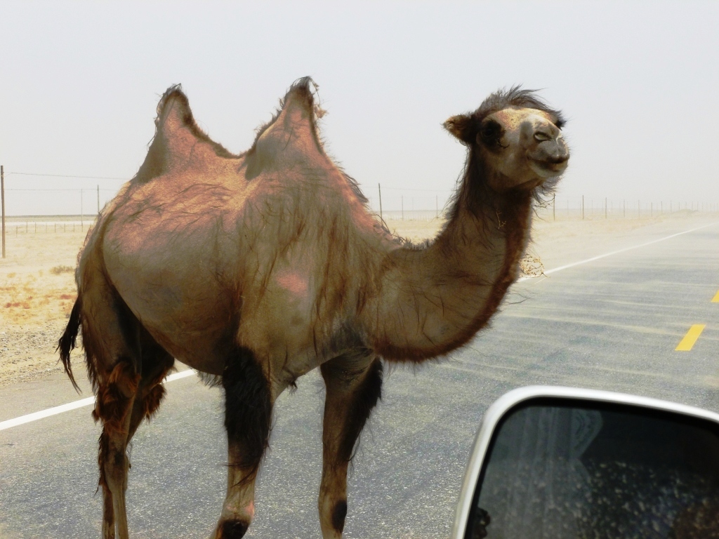 Wild Bactrian camel in the Gobi desert