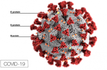 The covid-19 virus