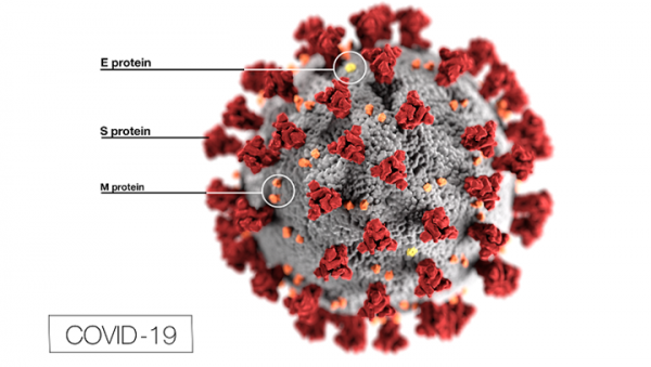 The covid-19 virus