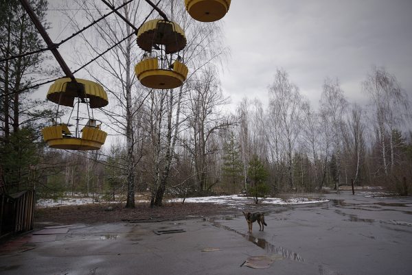 A dog hanging out in Chernobyl exclusion zone