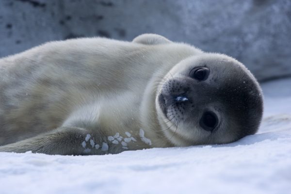 A baby wendell seal, as seen in Antarctica