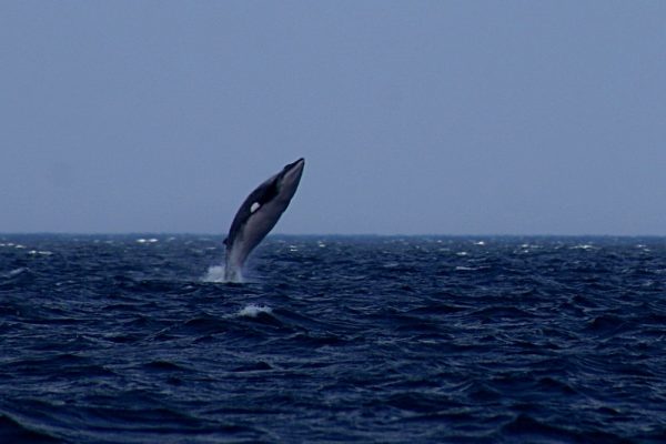 A Minke whale swimming is one of the many animals in Antarctica