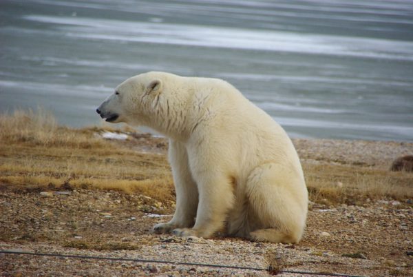 A polar bear near Churchill Canada, not an animal of Antarctica