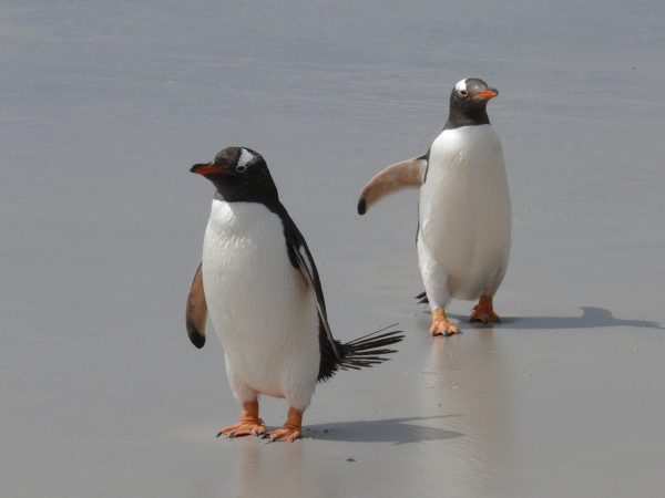 Two white penguins, animals of Antarctica
