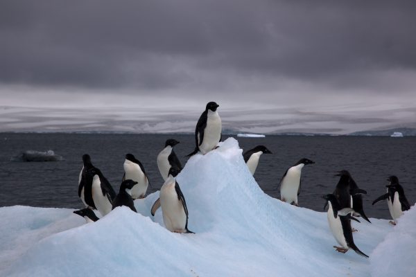 Is Antarctica a country? Yes, and Penguin are its citizens.