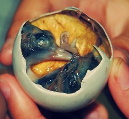 Balut, a Philippino street food