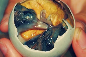 Balut, a Philippino street food